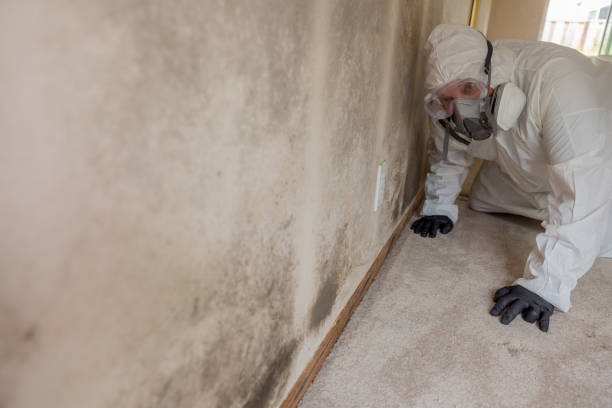 Why You Should Choose Our Mold Remediation Services in Ferndale, WA